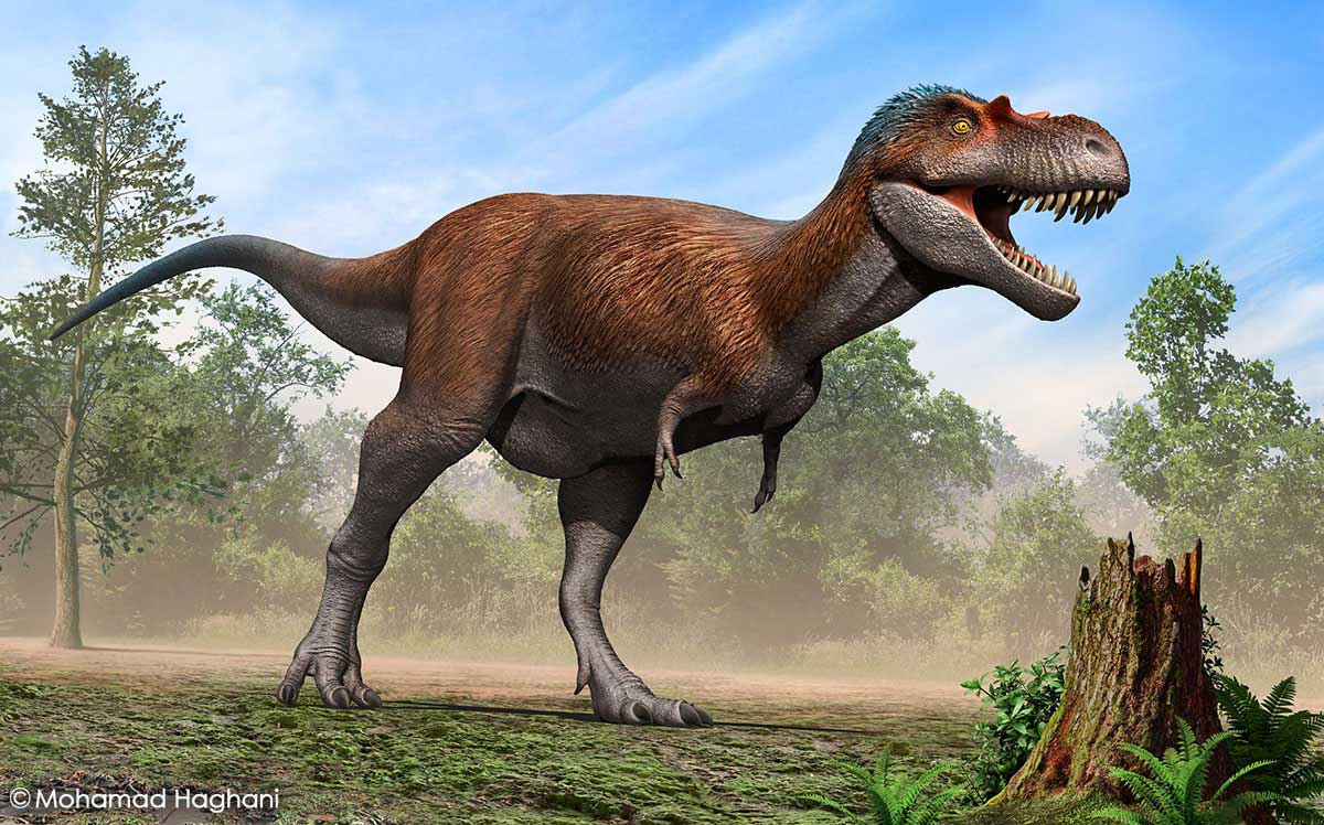 image of Albertosaurus